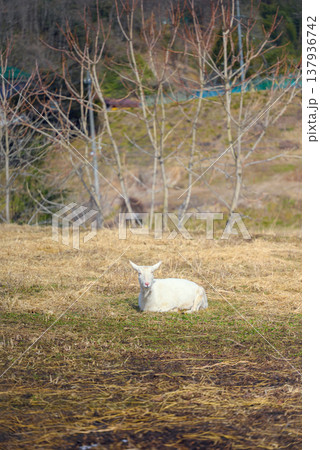 こちらを見て微笑むヤギ【長野県】 137936742