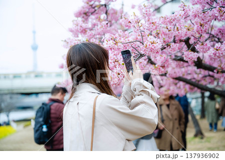 桜の写真を撮る女性 桜の写真を撮る女性 137936902