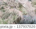優雅に咲き誇る枝垂れ桜 137937020
