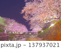 満開の夜桜に酔いしれる夜 137937021