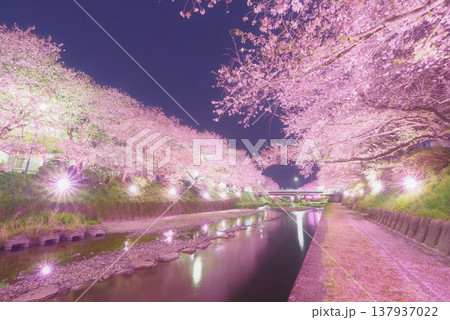 夢の回廊厚狭川桜並木 137937022