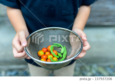 子供が収穫したミニトマトとサヤインゲン 137937206