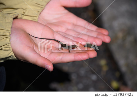 手のひらの小さなトカゲ 137937423