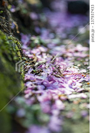鎌倉2637 建長寺2 おかめ桜 鎌倉2637 建長寺2 おかめ桜 137937433