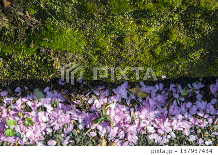 鎌倉2637　建長寺3　おかめ桜 137937434