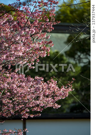 鎌倉2637　建長寺1　おかめ桜 137937444