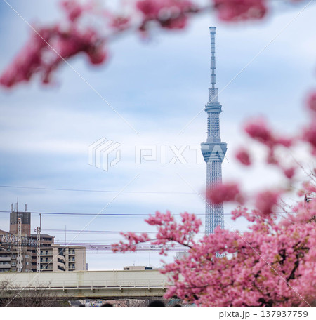 桜のある風景とスカイツリー 137937759