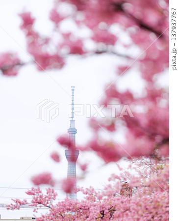 桜のある風景とスカイツリー 137937767