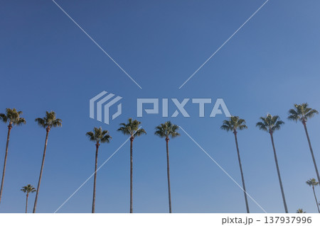 青空とヤシの木のシンプルの風景（コピースペースあり 137937996