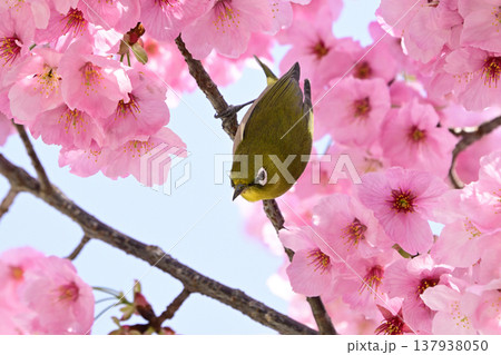 満開に咲いた桜とメジロ 満開に咲いた桜とメジロ 137938050