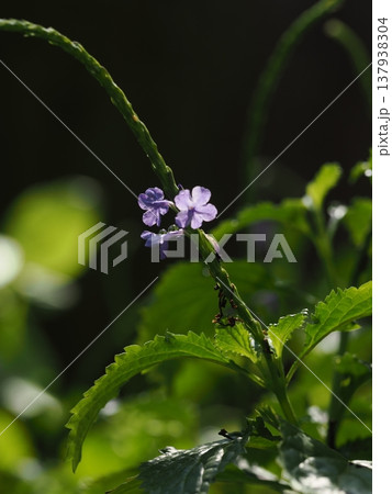 植物館で逆光に透ける葉と、マクロレンズが捉えた可憐な紫のの花 植物館で逆光に透ける葉と、マクロレンズが捉えた可憐な紫のの花 137938304