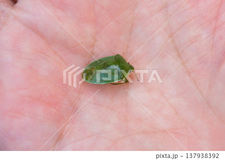 カメムシ カメムシ 137938392