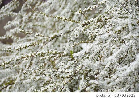 ユキヤナギの花 ユキヤナギの花 137938625