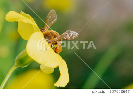 Honey bee gathering nectar on a bright yellow oxalis flower. Macro shot showing detailed wings and pollen on legs against a soft green bokeh background with copy space 137938647