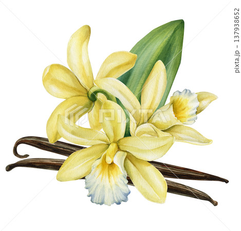 Vanilla orchid flowers watercolor clipart with green leaf and vanilla pods pale yellow tropical bloom isolated on light background 137938652