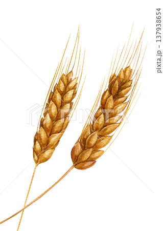 Golden wheat ears watercolor two barley spikes crossing botanical grain illustration rustic harvest cereal element isolated Golden wheat ears watercolor two barley spikes crossing botanical grain illustration rustic harvest cereal element isolated 137938654