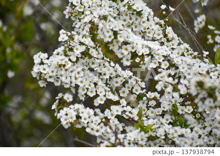 ユキヤナギの花 137938794