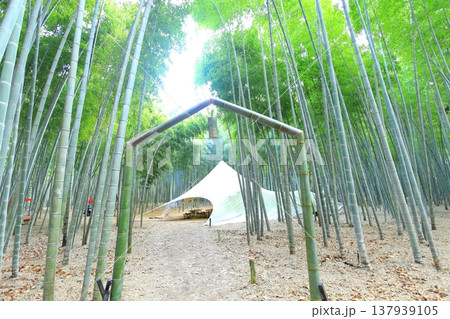宇都宮「若山の杜 若竹農場」竹林 宇都宮「若山の杜 若竹農場」竹林 137939105