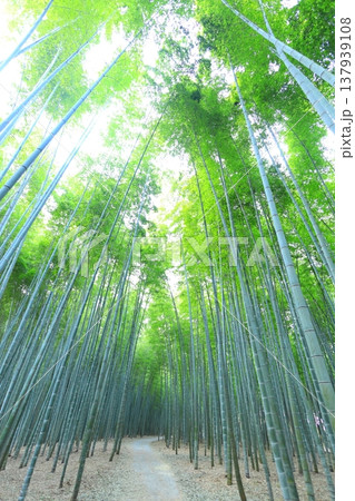 宇都宮「若山の杜　若竹農場」竹林 137939108