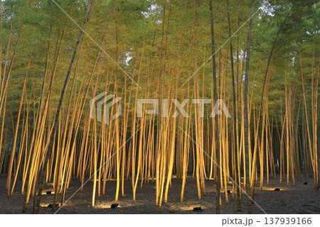 宇都宮「若竹の杜　若山農場」ライトアップ 137939166