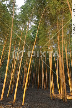 宇都宮「若竹の杜　若山農場」ライトアップ 137939167