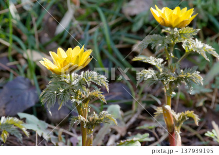 早春の黄色い花 キンポウゲ科フクジュソウ 137939195