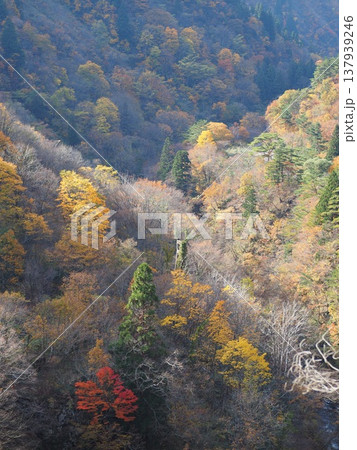 加治川治水ダム　紅葉　【新潟県新発田市】 137939246
