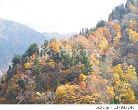加治川治水ダム　紅葉　【新潟県新発田市】 137939248