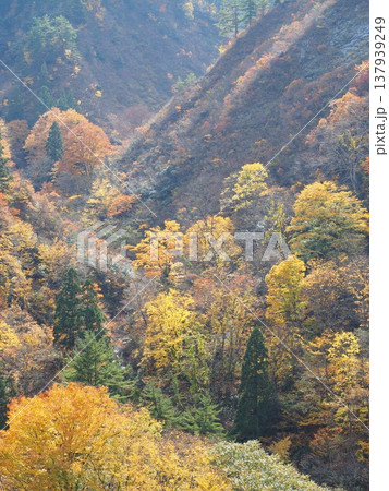 加治川治水ダム　紅葉　【新潟県新発田市】 137939249