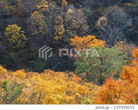 加治川治水ダム 紅葉 【新潟県新発田市】 加治川治水ダム 紅葉 【新潟県新発田市】 137939253