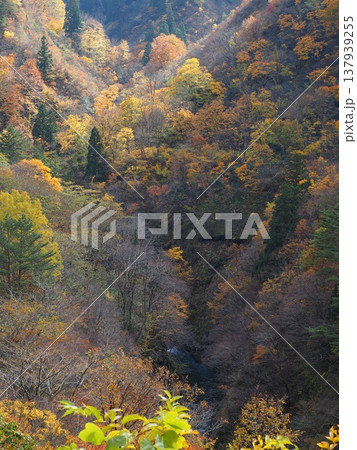 加治川治水ダム　紅葉　【新潟県新発田市】 137939255