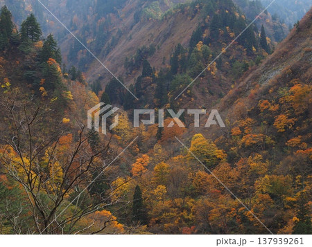 加治川治水ダム 紅葉 【新潟県新発田市】 加治川治水ダム 紅葉 【新潟県新発田市】 137939261