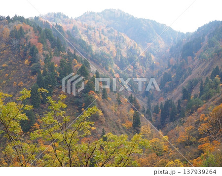 加治川治水ダム　紅葉　【新潟県新発田市】 137939264