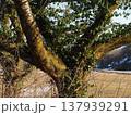 3月夏井の千本桜【新潟県胎内市】 3月夏井の千本桜【新潟県胎内市】 137939291