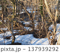 3月夕方の胎内川河川敷【新潟県胎内市】 3月夕方の胎内川河川敷【新潟県胎内市】 137939292