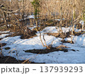 3月夕方の胎内川河川敷【新潟県胎内市】 3月夕方の胎内川河川敷【新潟県胎内市】 137939293