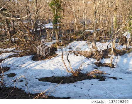 3月夕方の胎内川河川敷【新潟県胎内市】 137939293