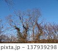 3月夕方の胎内川河川敷の巨木【新潟県胎内市】 3月夕方の胎内川河川敷の巨木【新潟県胎内市】 137939298