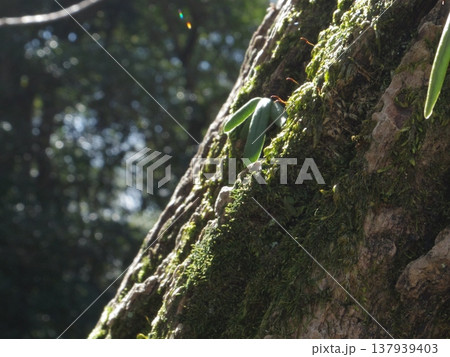 苔むした木　新芽 137939403