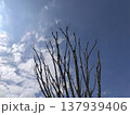 雲のある空と木 137939406