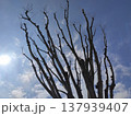 春の青空に伸びる木 137939407