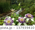 クレマチス　春の庭に咲く薄紫色の花 137939410