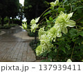 クレマチス　薄緑いろ 137939411