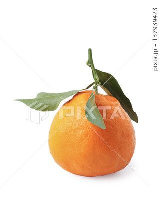 Mandarin Hallabon Mandarin Hallabon 137939423