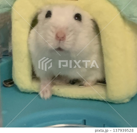 ハウスからこっそり見るハムスター 137939528