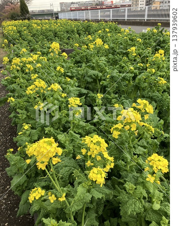 満開の黄色い菜の花と鶴見川を渡る京浜急行列車 137939602