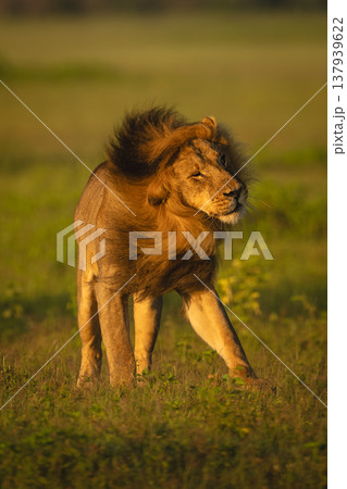 Male lion stands on grass shaking head Male lion stands on grass shaking head 137939622