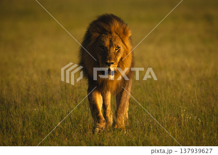 Male lion walks toward camera in grassland Male lion walks toward camera in grassland 137939627