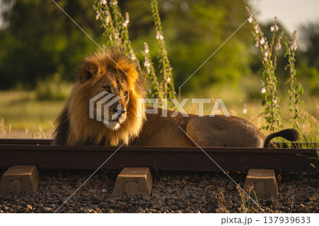 Male lion with catchlight lies on sleepers 137939633