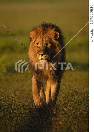 Male lion with catchlights walks across grass 137939636